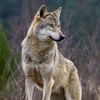 wolf_a55