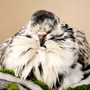 @prettypigeon3