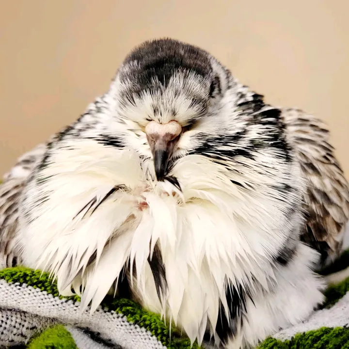 @prettypigeon3