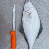 blackseabass0704