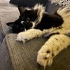 planet_phoebe