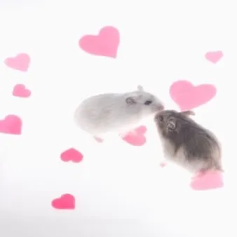 @salmi.mouse