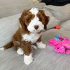 odie.bear8