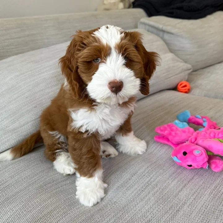 @odie.bear8