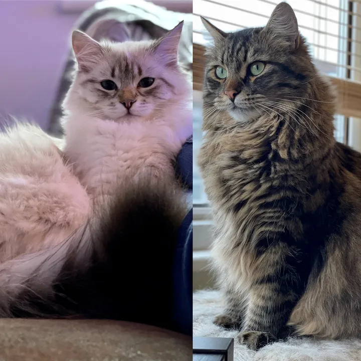 siberianrivercattery
