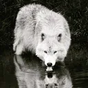@true_heathen