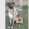 dog_643