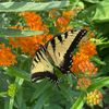 hollygardens_arkansas