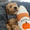 nood_the_dood