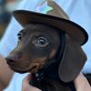 willie.thewienerdog