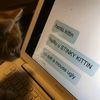stinkykittin