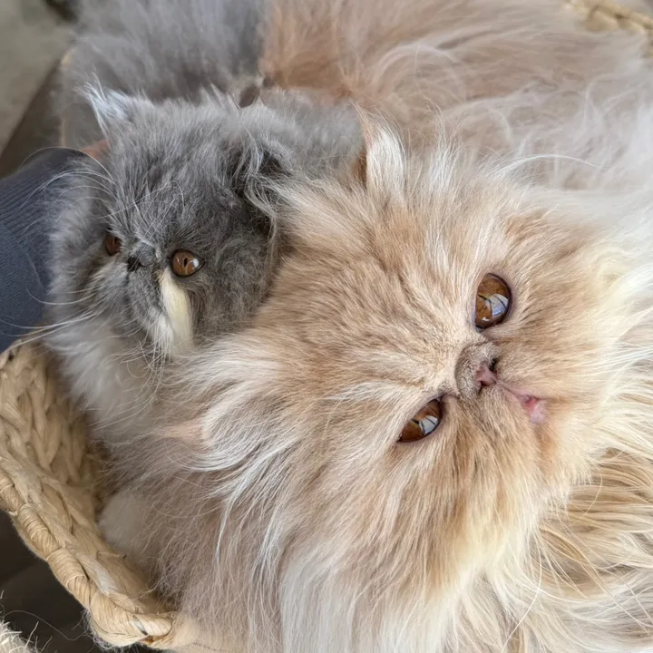 @biscotti_and_figaro