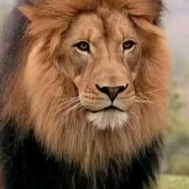 @abraahimooz