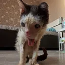 @wemakerescues