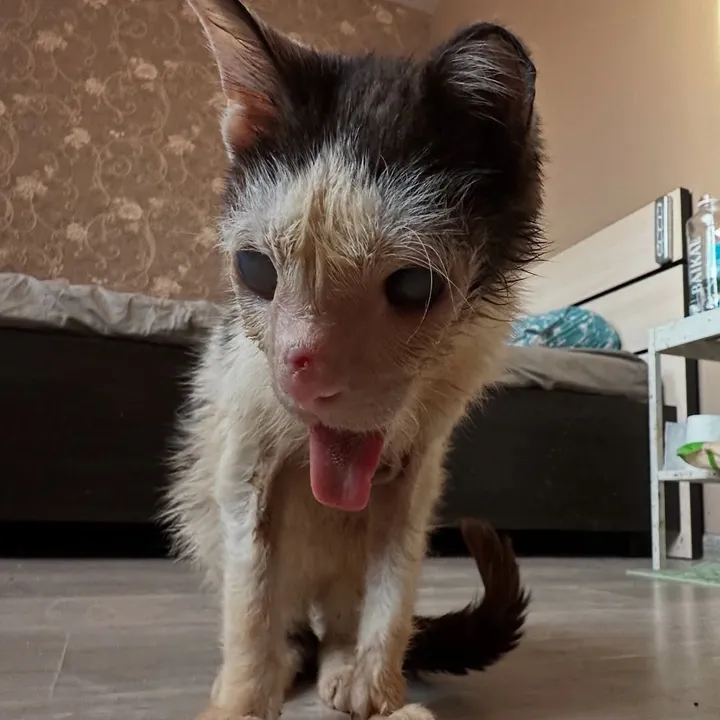 @wemakerescues