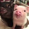 adorablepets102