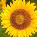 @sunflourz3