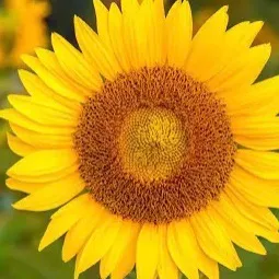 @sunflourz3