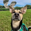 @ragnaritoelperrito