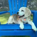 @houndhousingdaycare
