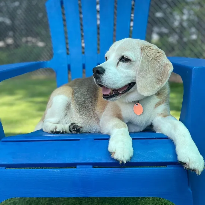 @houndhousingdaycare