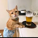 @cutiescats_house