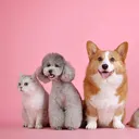 @funny.cute921