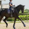 equine.demi