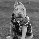 @denalithexlbully