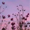 starry.rants8