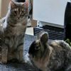 bellethebunny2.0andcoco