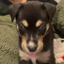 @erzathepup