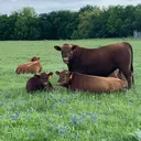 @m5.red.angus