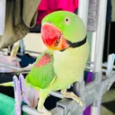 @parrot_mang0