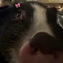 @merki_the_pig