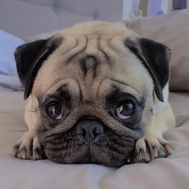 @moka_lapug