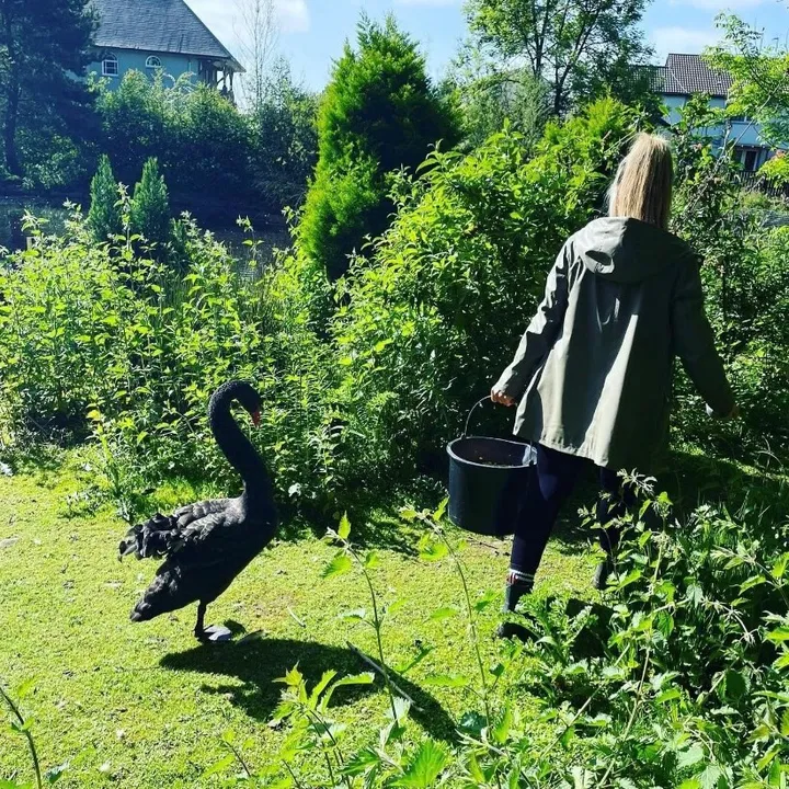 quackandfeathers