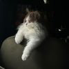 kitty.catcentral