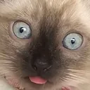 @squishybeeart