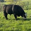 j6cattle