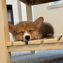 @corgimonty