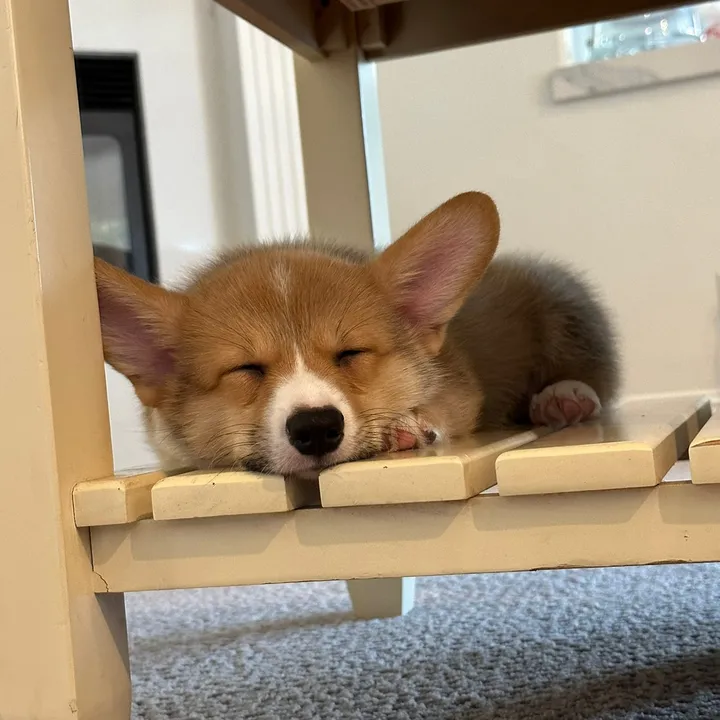 @corgimonty
