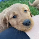 @the.golden.cooper