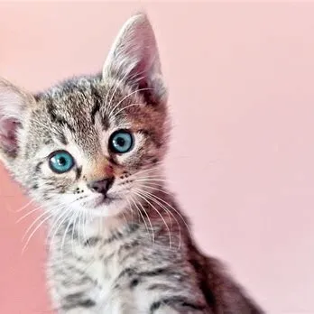 kuuuumii013