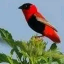 @moubarak7165