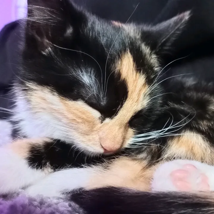 @kuuandartemis
