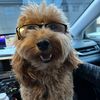 tuckertheturlockdoodle