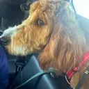 @me1tin9