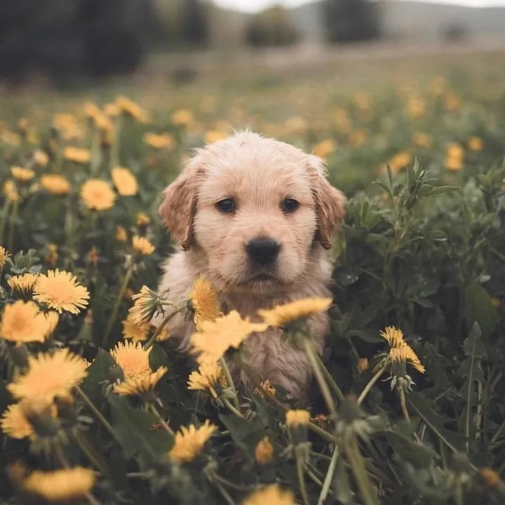 @cute.pet.name_ideas