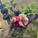 @mo_betta_fish